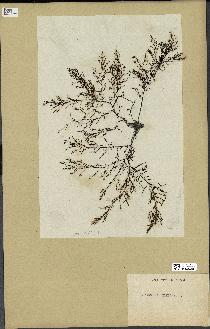 spécimen de Cystoseira elegans