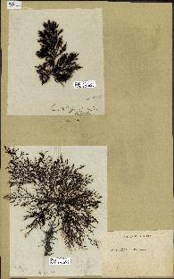 spécimen de Cystoseira elegans