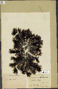 spécimen de Cystoseira elegans