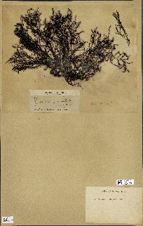 spécimen de Cystoseira elegans
