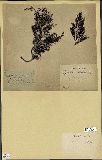 spécimen de Cystoseira crinata