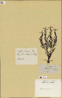 spécimen de Cystoseira amentacea