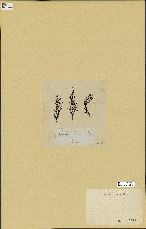 spécimen de Cystoseira amentacea