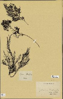 spécimen de Cystoseira abrotanifolia