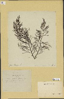 spécimen de Cystoseira abrotanifolia