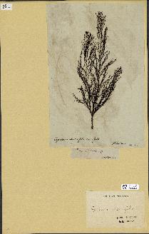 spécimen de Cystoseira abrotanifolia