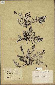 spécimen de Cystoseira abrotanifolia