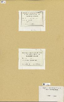 spécimen de Laurencia sp.
