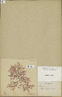 spécimen de Laurencia sp.