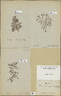 spécimen de Laurencia sp.
