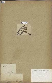 spécimen de Laurencia sp.