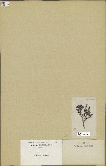 spécimen de Laurencia sp.