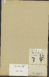 spécimen de Laurencia sp.