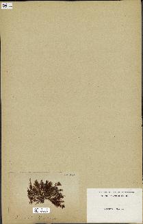 spécimen de Laurencia sp.