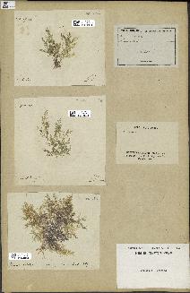 spécimen de Laurencia sp.