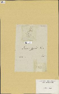 spécimen de Laurencia sp.