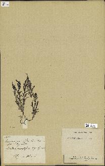 spécimen de Laurencia pinnatifida