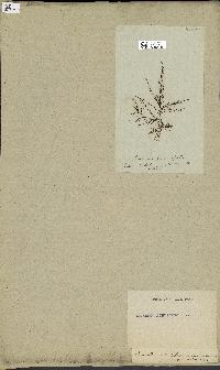spécimen de Laurencia pinnatifida