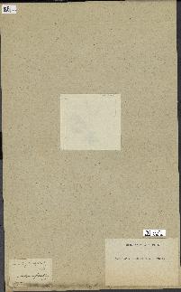 spécimen de Laurencia pinnatifida