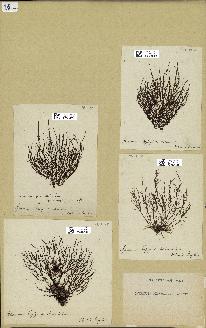 spécimen de Laurencia pinnatifida