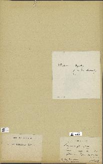 spécimen de Laurencia pinnatifida