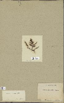 spécimen de Laurencia pinnatifida