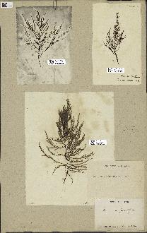 spécimen de Laurencia pinnatifida