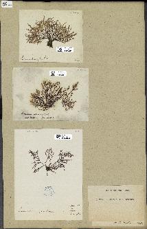spécimen de Laurencia pinnatifida