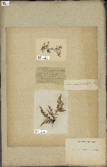 spécimen de Laurencia pinnatifida
