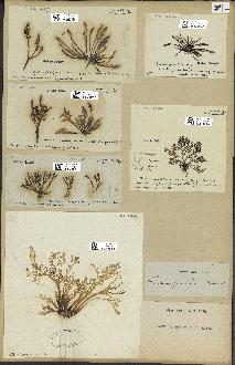 spécimen de Laurencia pinnatifida