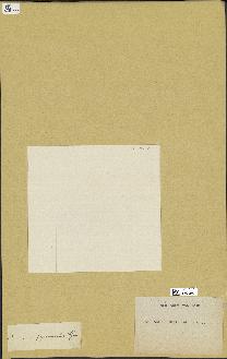 spécimen de Laurencia pinnatifida
