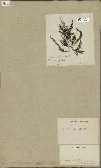 spécimen de Laurencia pinnatifida