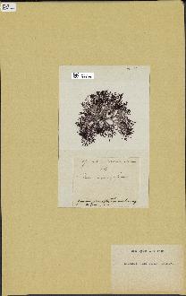 spécimen de Laurencia pinnatifida