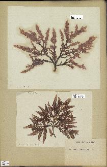 spécimen de Laurencia pinnatifida