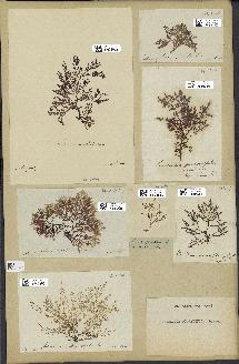 spécimen de Laurencia pinnatifida