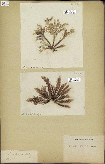 spécimen de Laurencia pinnatifida