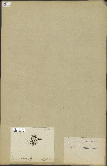 spécimen de Laurencia pinnatifida