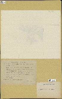 spécimen de Laurencia pinnatifida