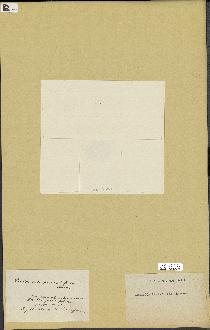 spécimen de Laurencia pinnatifida