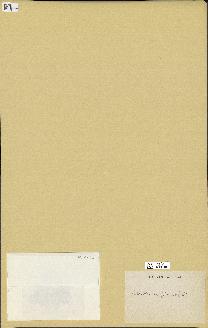 spécimen de Laurencia pinnatifida