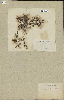 spécimen de Laurencia pinnatifida