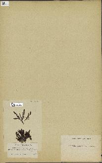 spécimen de Laurencia pinnatifida