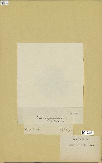 spécimen de Laurencia pinnatifida