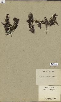 spécimen de Laurencia pinnatifida