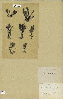 spécimen de Laurencia pinnatifida