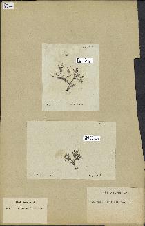 spécimen de Laurencia pinnatifida