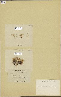 spécimen de Laurencia pinnatifida