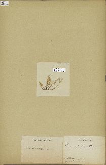 spécimen de Laurencia pinnatifida