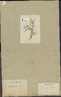 spécimen de Laurencia pinnatifida