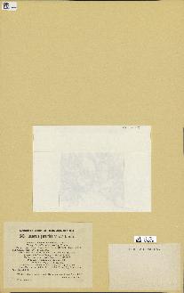 spécimen de Laurencia pinnatifida
